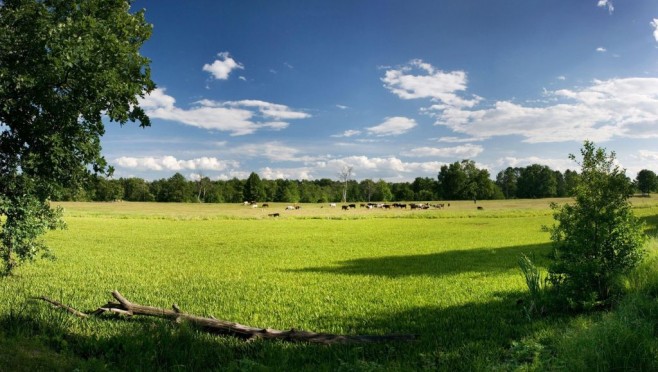 2021 subat/grass-field-pasture.jpg 2021 subat/grass-field-pasture.jpg